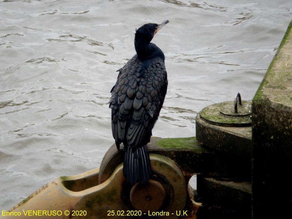 33 - Cormorano in attesa di preda - Cormorant waiting for prey